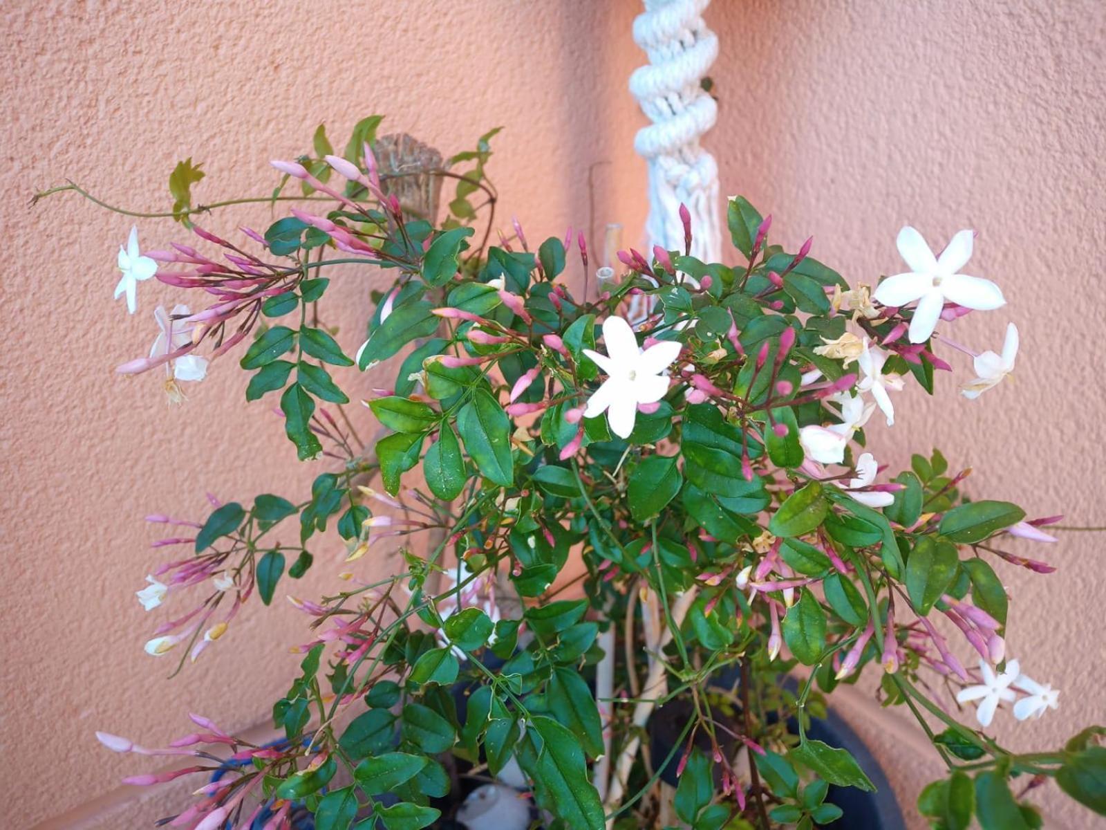 Alcossebre Precioso Atico En La Sierra De Irta 아파트 외부 사진